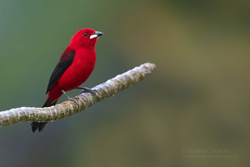 Bird Photos Of Brazilian Atlantic Forests By Supreet Sahoo