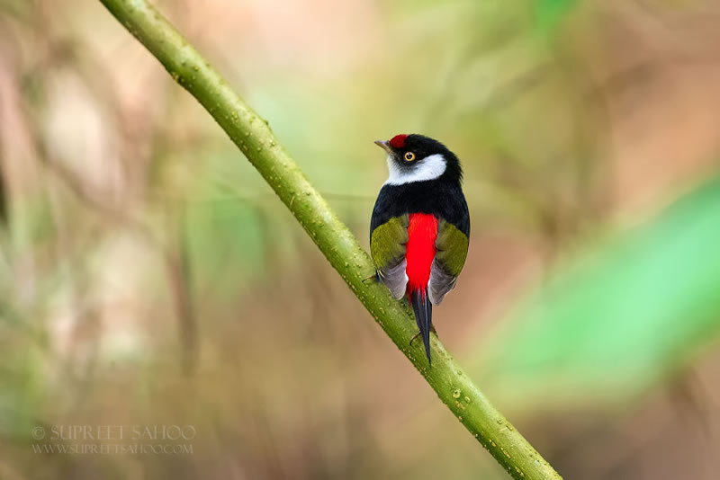 Bird Photos Of Brazilian Atlantic Forests By Supreet Sahoo