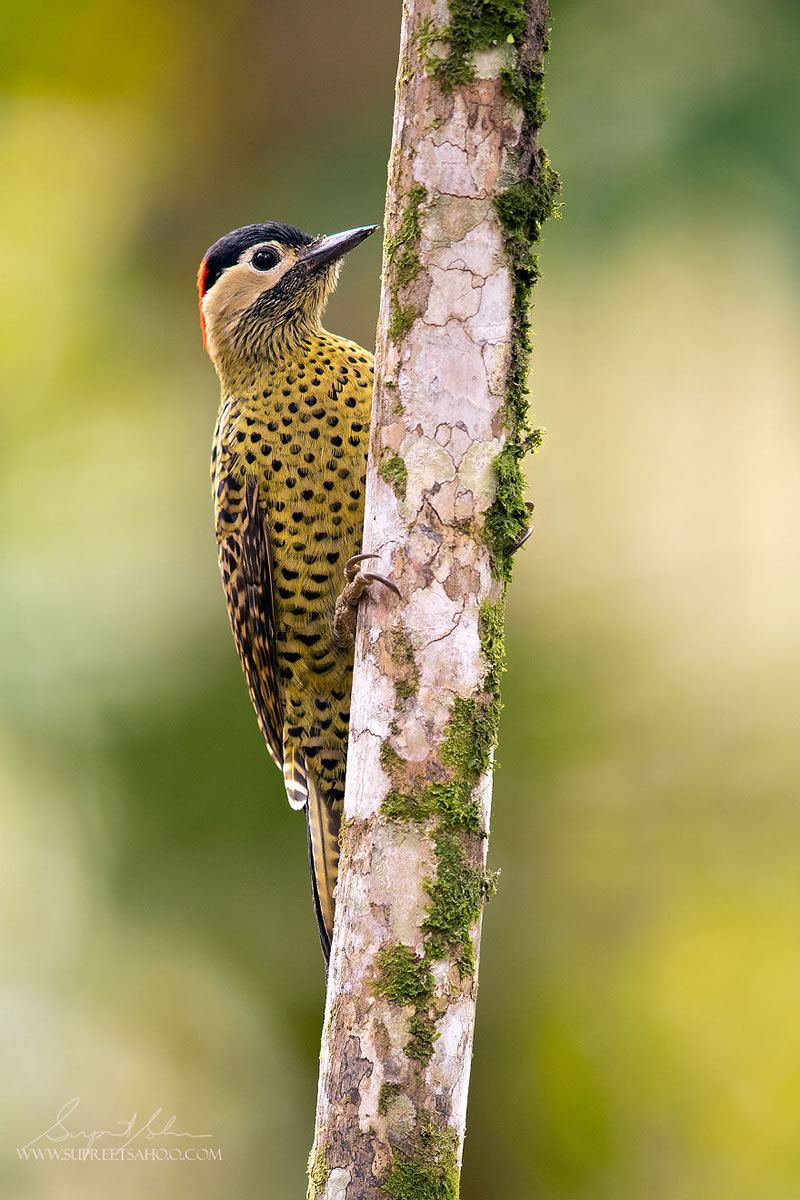 Bird Photos Of Brazilian Atlantic Forests By Supreet Sahoo