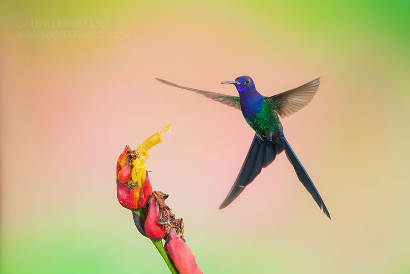 Bird Photos Of Brazilian Atlantic Forests By Supreet Sahoo