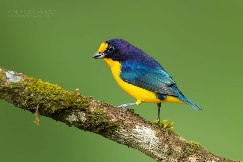 Bird Photos Of Brazilian Atlantic Forests By Supreet Sahoo