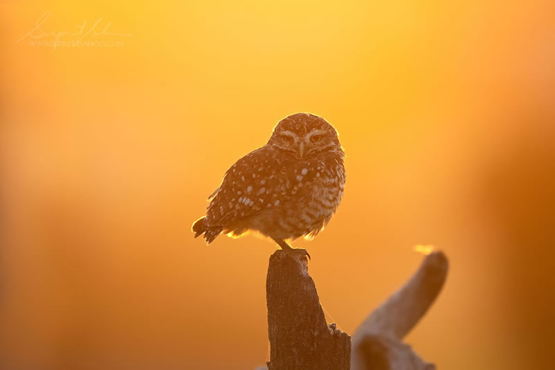 Bird Photos Of Brazilian Atlantic Forests By Supreet Sahoo