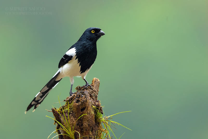 Bird Photos Of Brazilian Atlantic Forests By Supreet Sahoo