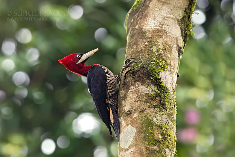 Bird Photos Of Brazilian Atlantic Forests By Supreet Sahoo