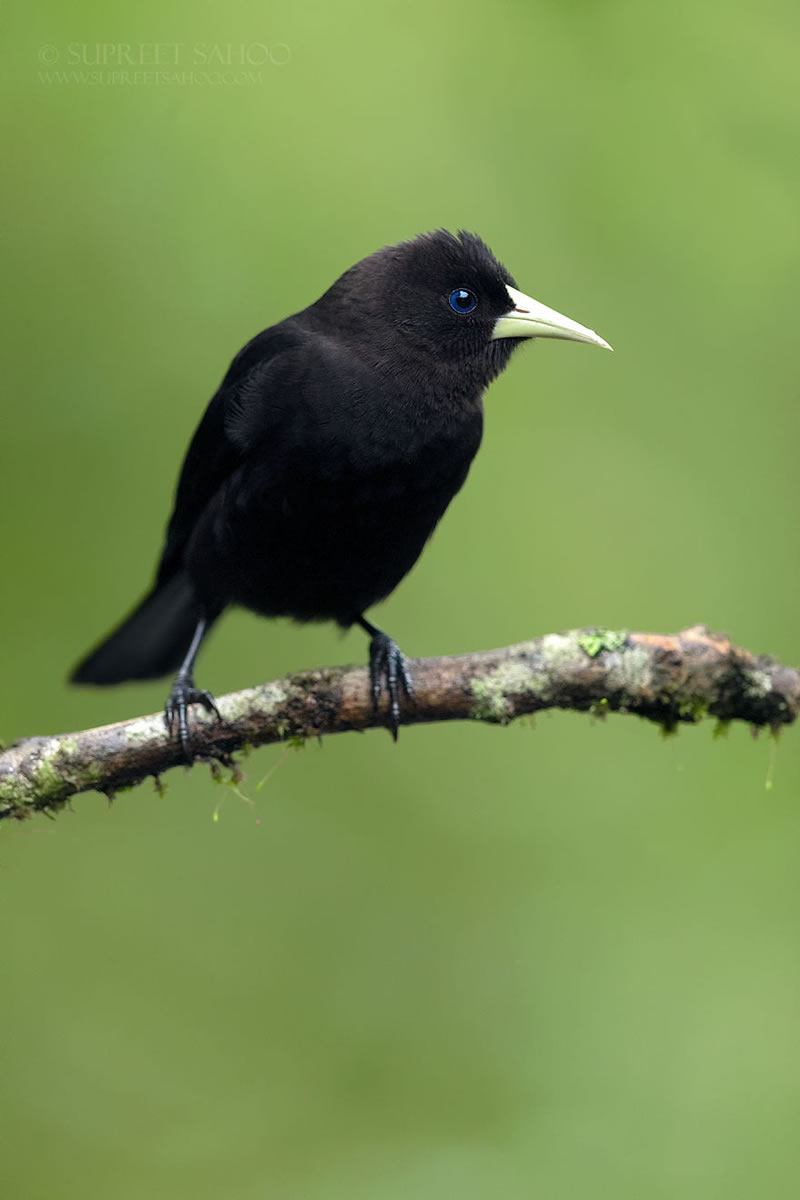 Bird Photos Of Brazilian Atlantic Forests By Supreet Sahoo