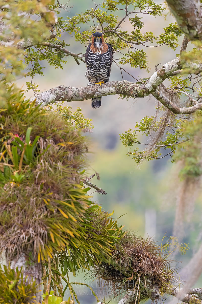 Bird Photos Of Brazilian Atlantic Forests By Supreet Sahoo