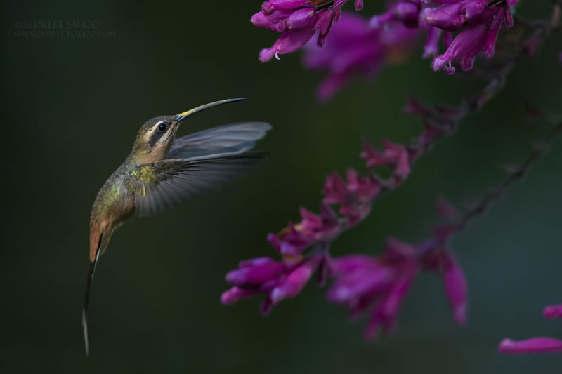 Bird Photos Of Brazilian Atlantic Forests By Supreet Sahoo