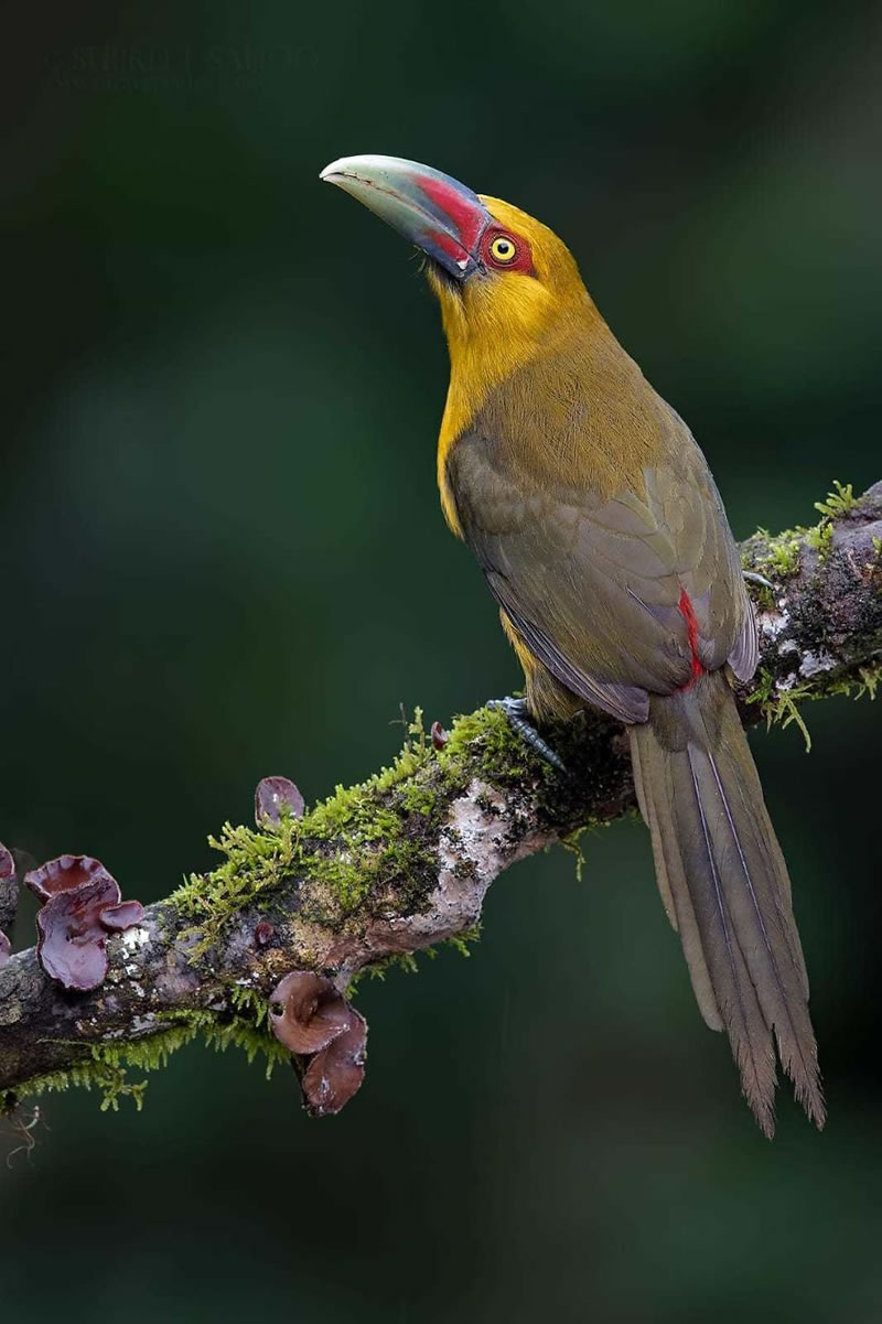 Bird Photos Of Brazilian Atlantic Forests By Supreet Sahoo