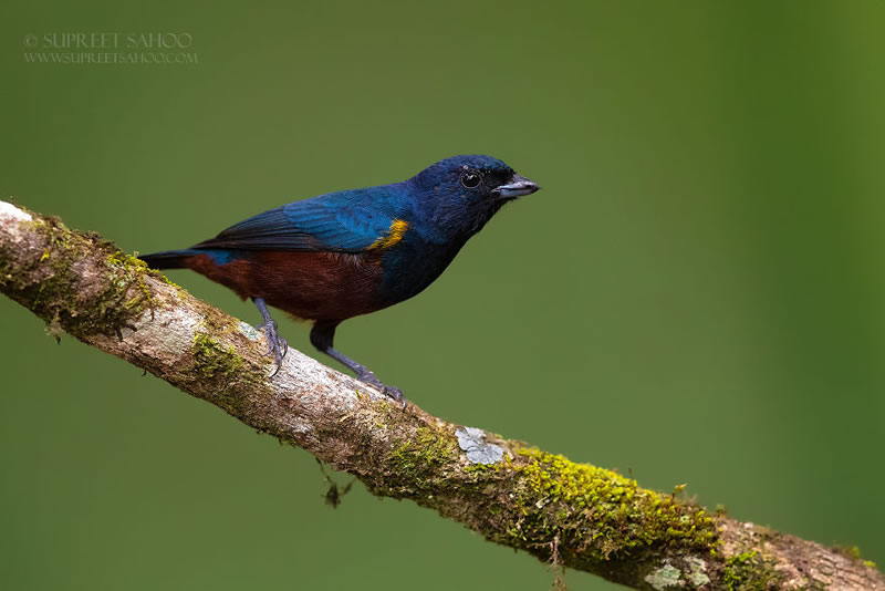 Bird Photos Of Brazilian Atlantic Forests By Supreet Sahoo