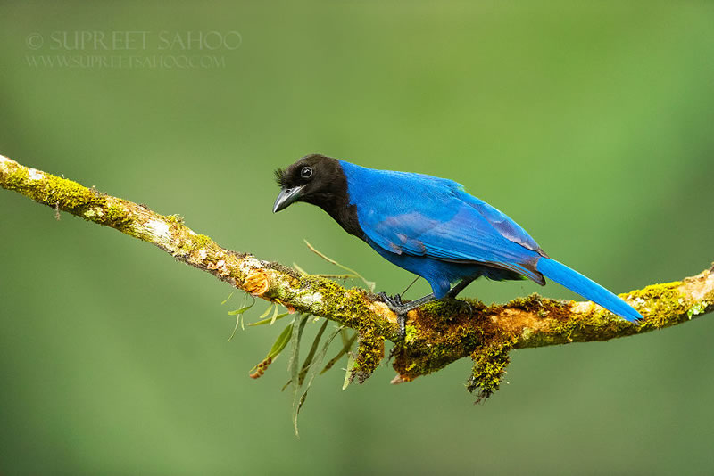 Bird Photos Of Brazilian Atlantic Forests By Supreet Sahoo