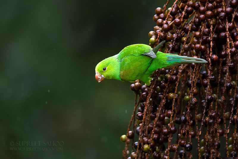 Bird Photos Of Brazilian Atlantic Forests By Supreet Sahoo