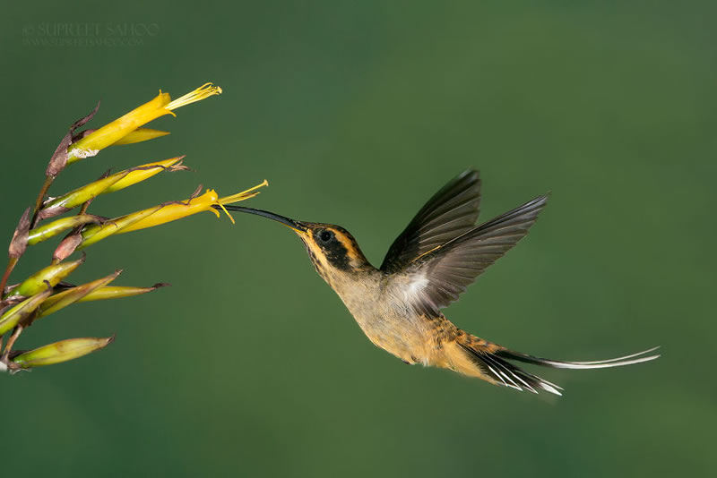 Bird Photos Of Brazilian Atlantic Forests By Supreet Sahoo