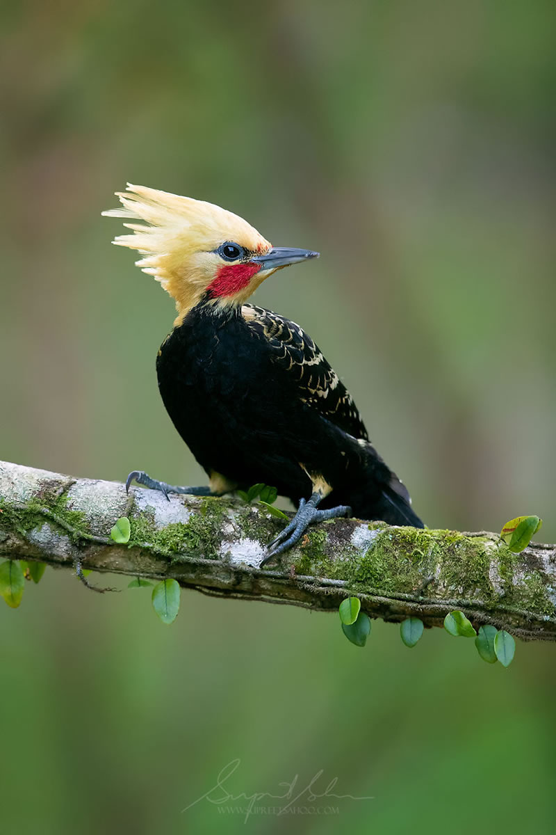 Bird Photos Of Brazilian Atlantic Forests By Supreet Sahoo