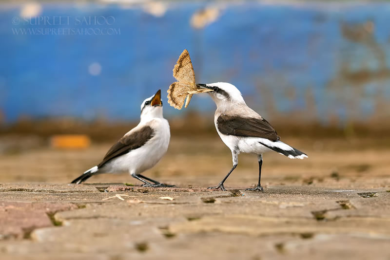 Bird Photos Of Brazilian Atlantic Forests By Supreet Sahoo