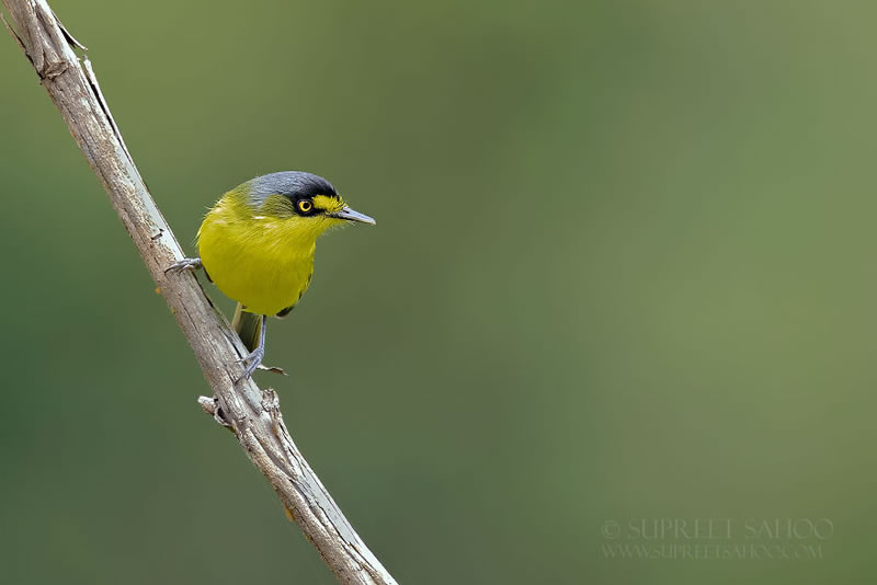 Bird Photos Of Brazilian Atlantic Forests By Supreet Sahoo