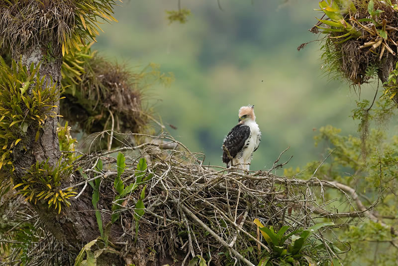 Bird Photos Of Brazilian Atlantic Forests By Supreet Sahoo