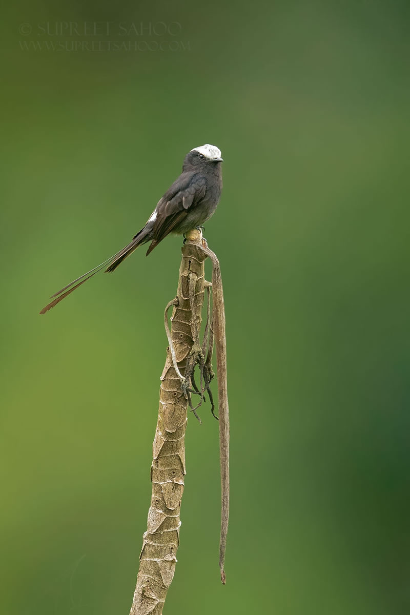 Bird Photos Of Brazilian Atlantic Forests By Supreet Sahoo