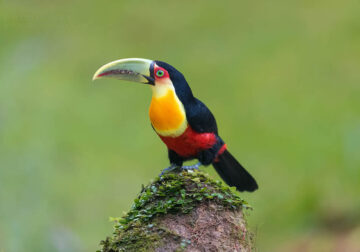 Bird Photography by Supreet Sahoo