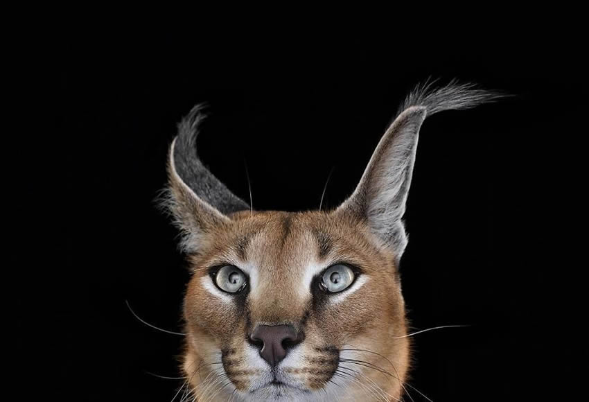 Close Up Portraits Of Animals By Brad Wilson