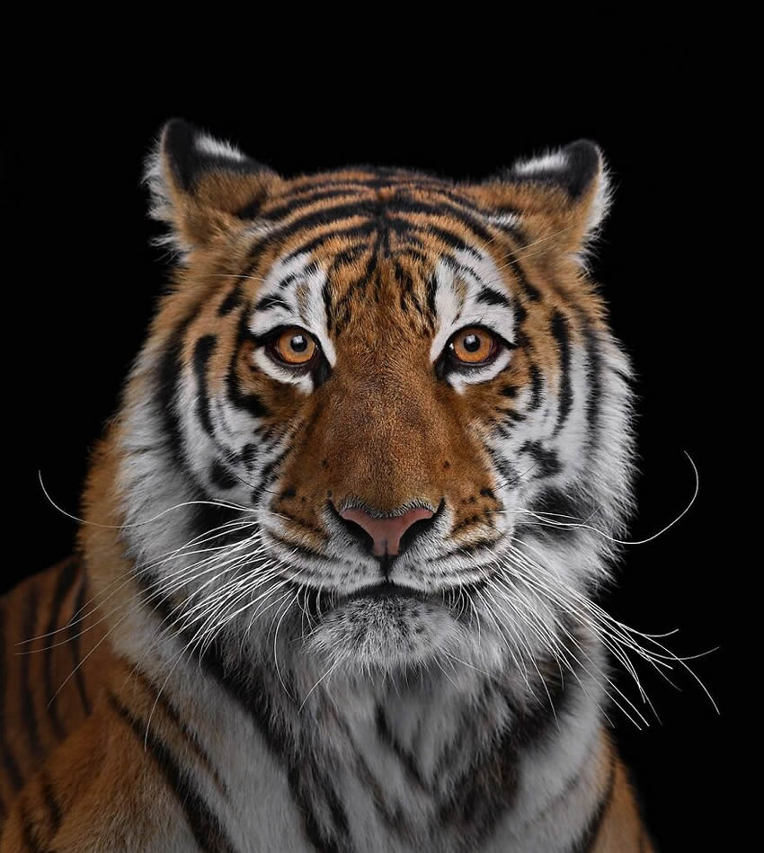 Close Up Portraits Of Animals By Brad Wilson