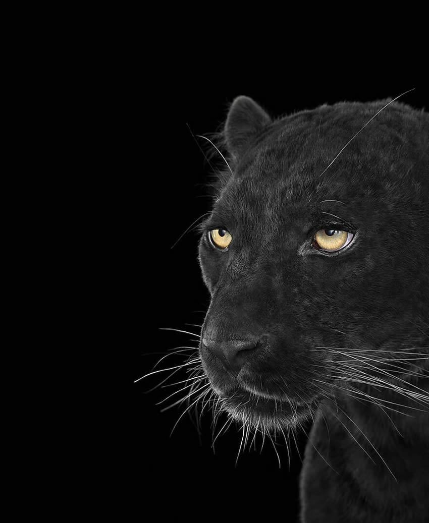 Close Up Portraits Of Animals By Brad Wilson