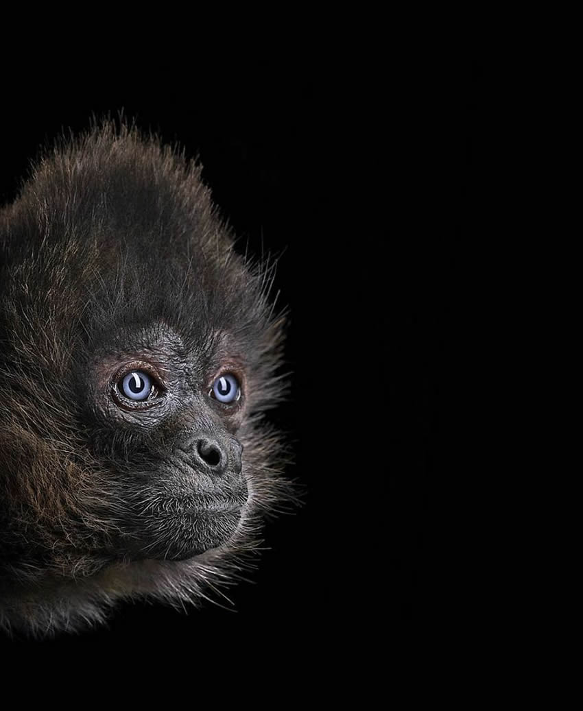 Close Up Portraits Of Animals By Brad Wilson