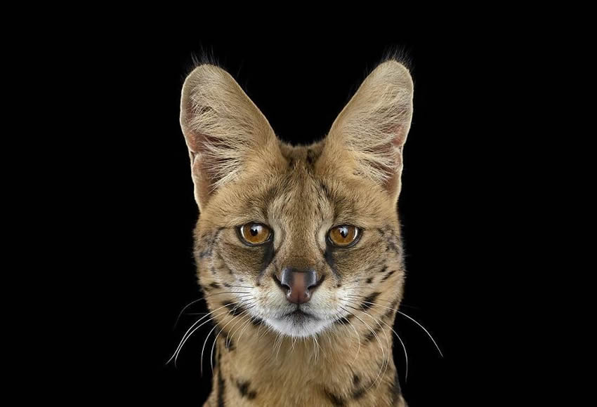 Close Up Portraits Of Animals By Brad Wilson