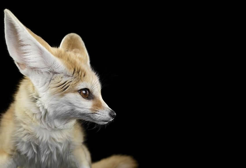 Close Up Portraits Of Animals By Brad Wilson