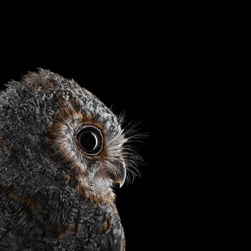 Close Up Portraits Of Animals By Brad Wilson