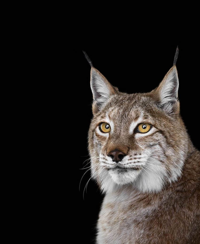 Close Up Portraits Of Animals By Brad Wilson