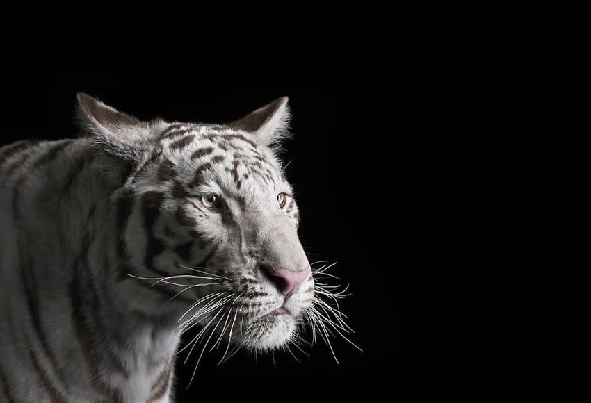 Close Up Portraits Of Animals By Brad Wilson