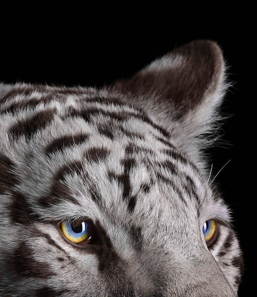 Close Up Portraits Of Animals By Brad Wilson