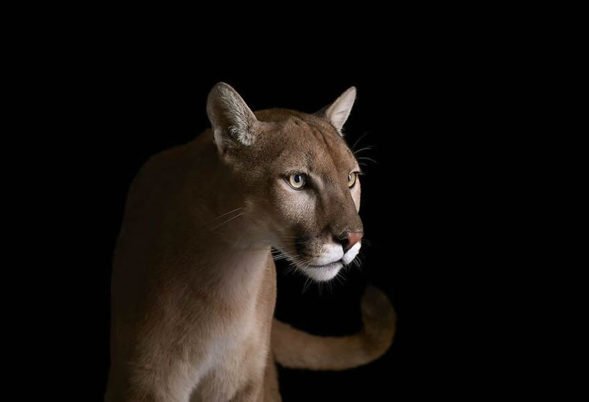 Close Up Portraits Of Animals By Brad Wilson