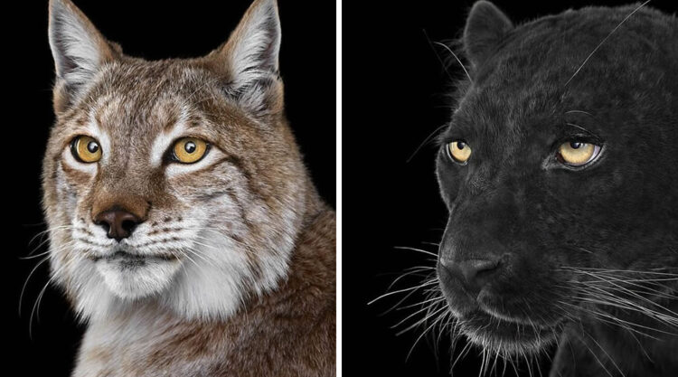 Close Up Portraits Of Animals By Brad Wilson