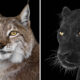 Close Up Portraits Of Animals By Brad Wilson