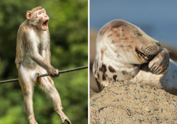 Best Photos From Comedy Wildlife Photography Awards