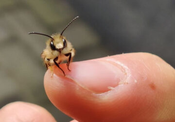 Closeup Insects and Bugs Photos