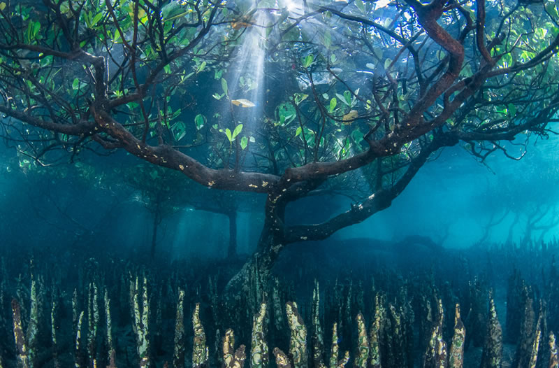 Garden Photographer Of The Year Awards