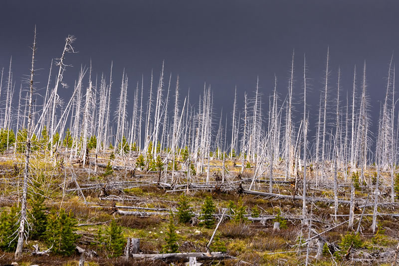 Garden Photographer Of The Year Awards