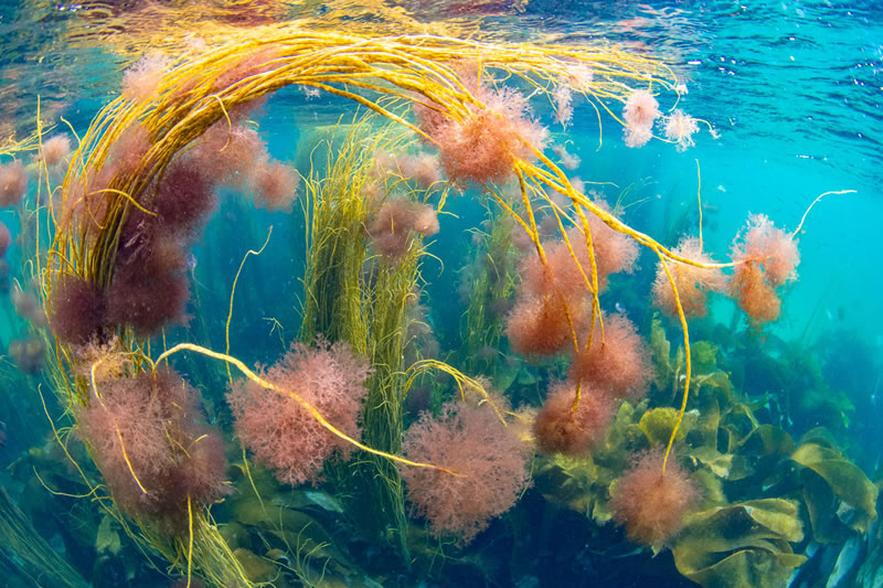 Garden Photographer Of The Year Awards