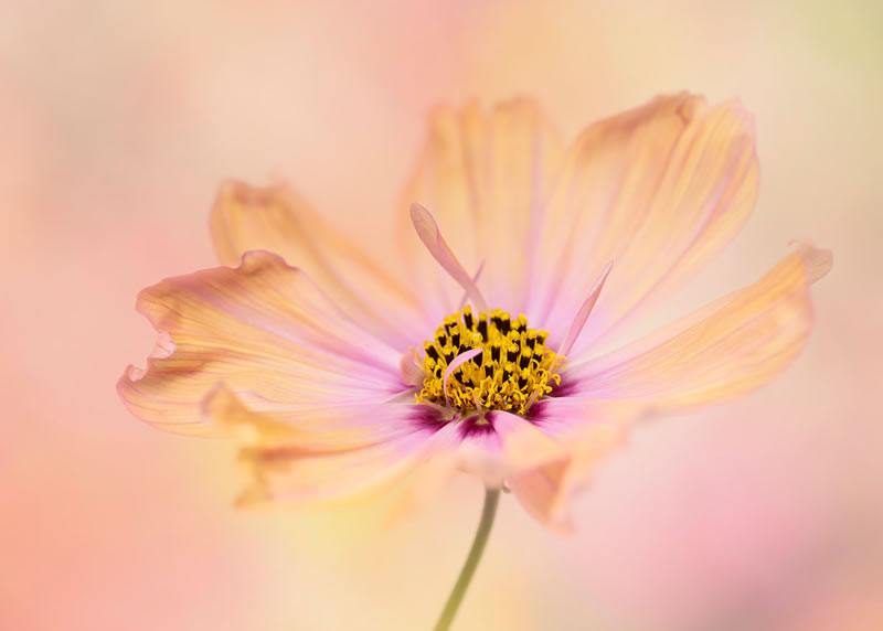 Garden Photographer Of The Year Awards