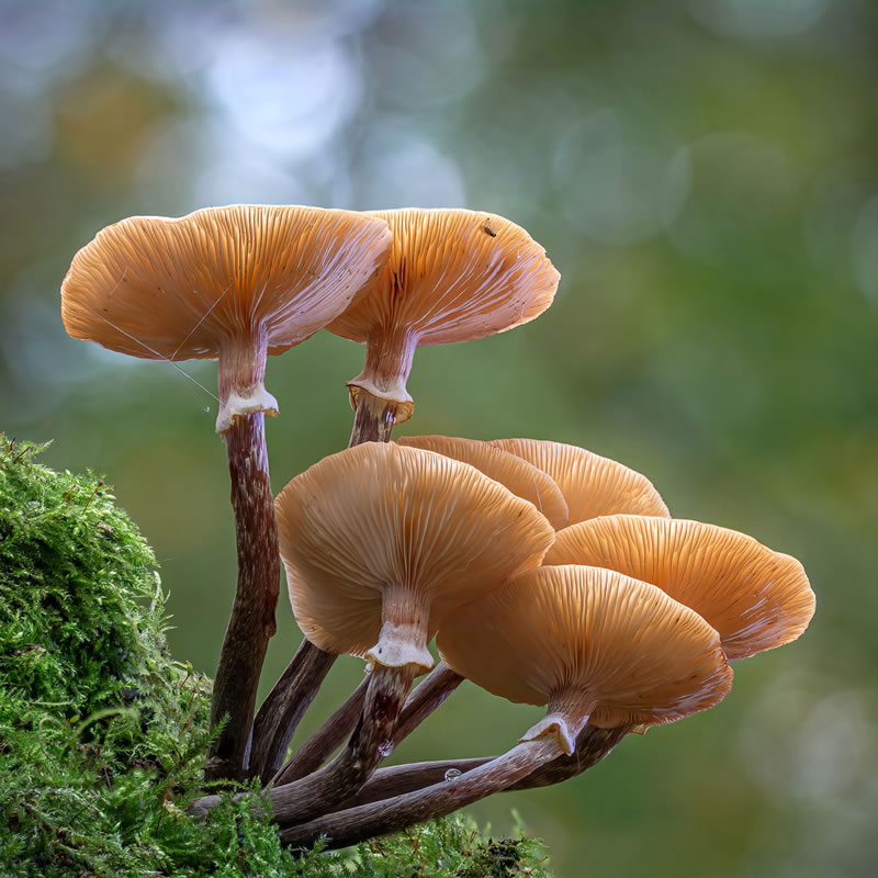 Garden Photographer Of The Year Awards