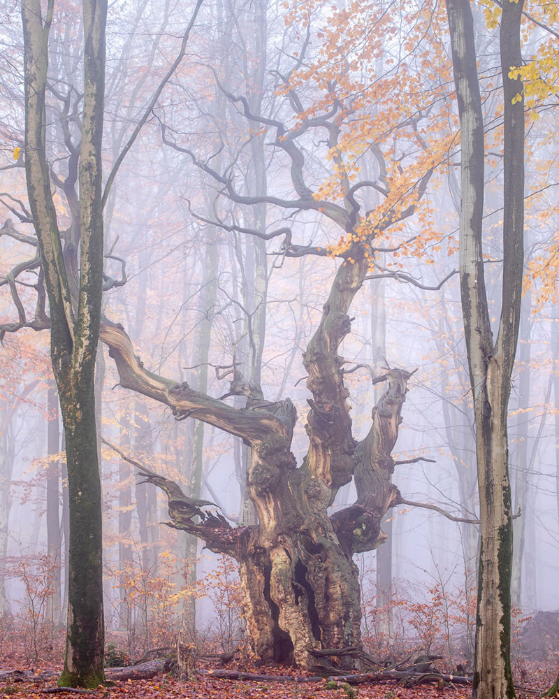 Garden Photographer Of The Year Awards