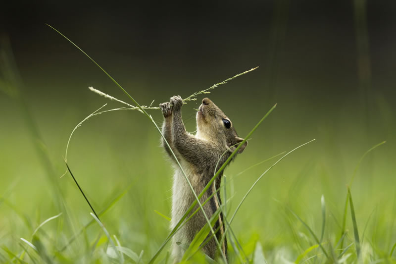 Garden Photographer Of The Year Awards