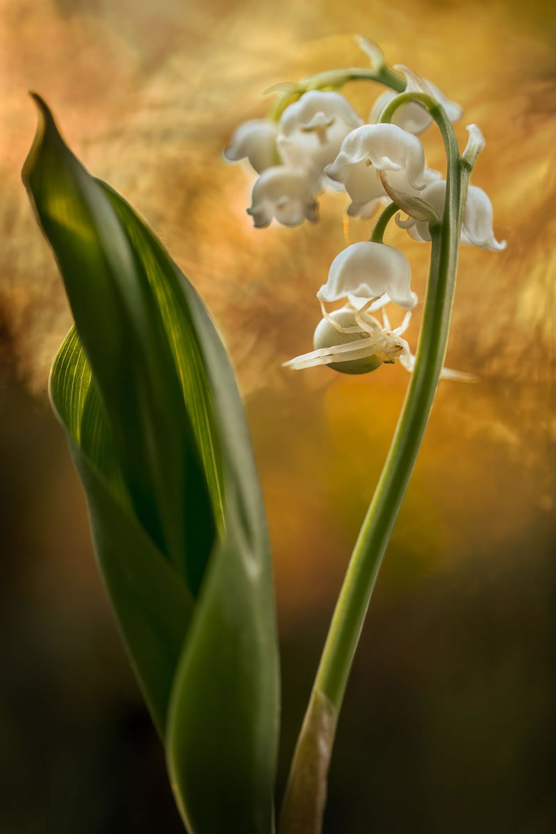 Garden Photographer Of The Year Awards