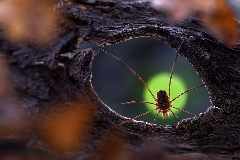 Garden Photographer Of The Year Awards