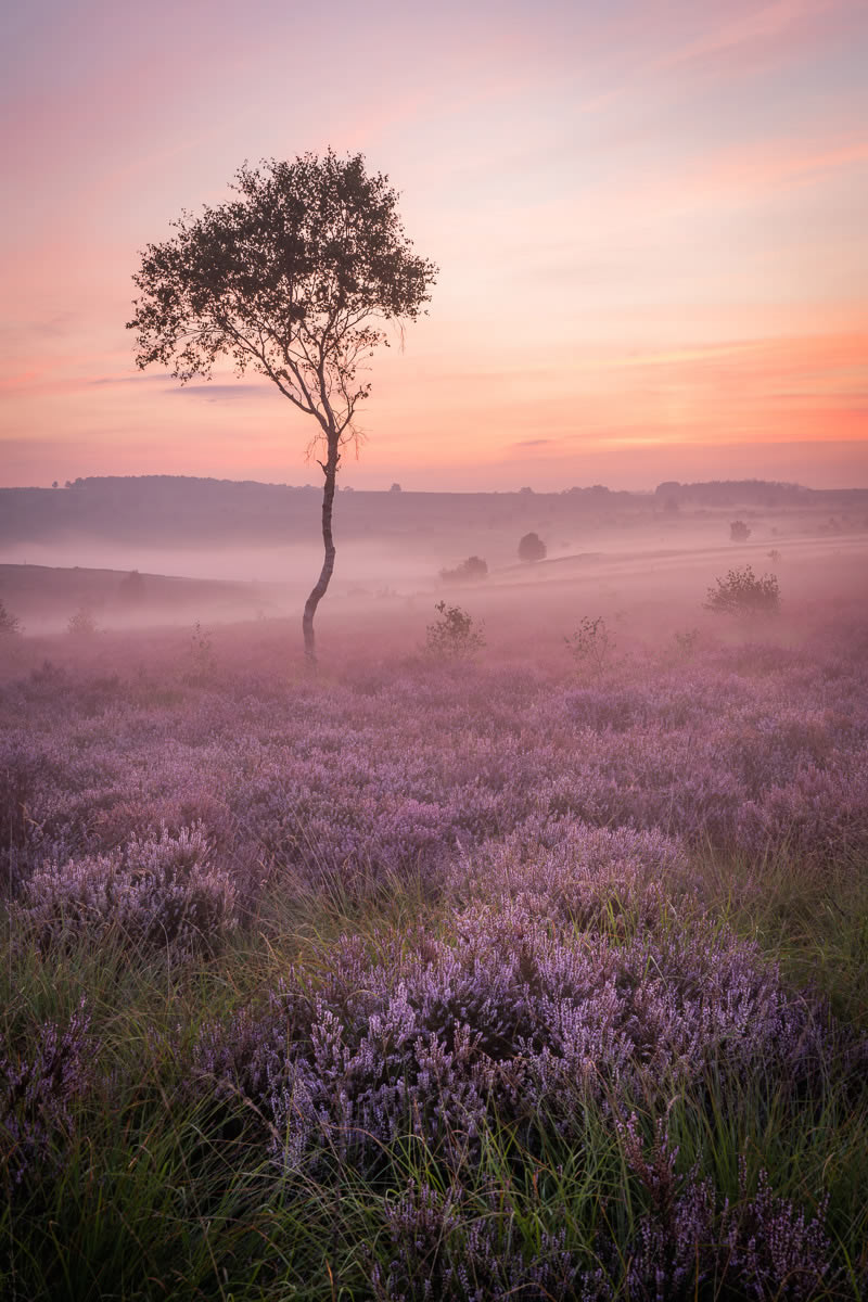 Landscape Winning Photos From Garden Photographer Of The Year 