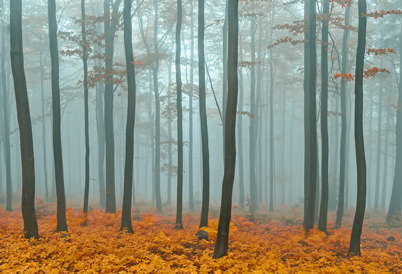 Landscape Winning Photos From Garden Photographer Of The Year 