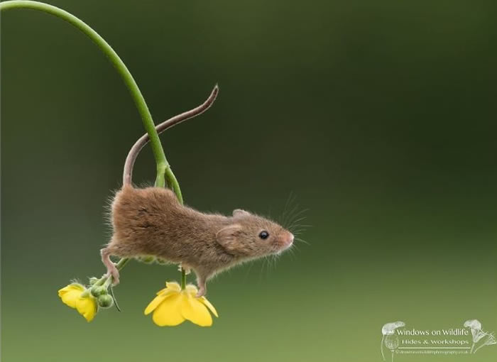 Harvest Mice Miniature Photos By Dean Mason