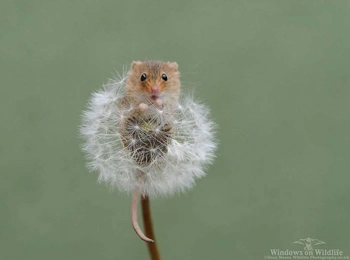 Harvest Mice Miniature Photos By Dean Mason